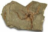 Bargain, Ordovician Brittle Star (Ophiura) - Morocco #306226-1
